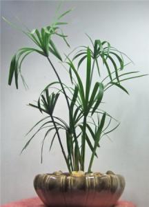 水竹的养殖方法图片 水竹的功效与作用 水竹的养殖方法和注意事项