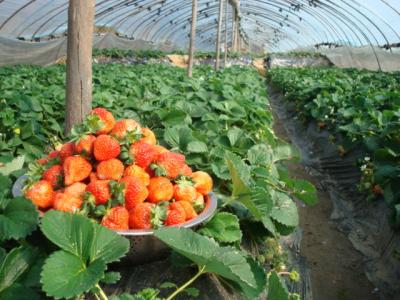 家里草莓怎么种植方法 草莓怎么种啊_草莓的种植方法