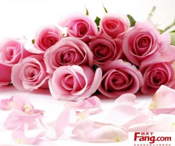 粉玫瑰花语是什么意思 粉玫瑰花语是什么 粉玫瑰代表什么意思 粉玫瑰花语