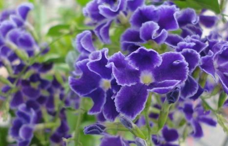 紫罗兰怎么种植 紫罗兰怎么种植_紫罗兰的种植技巧