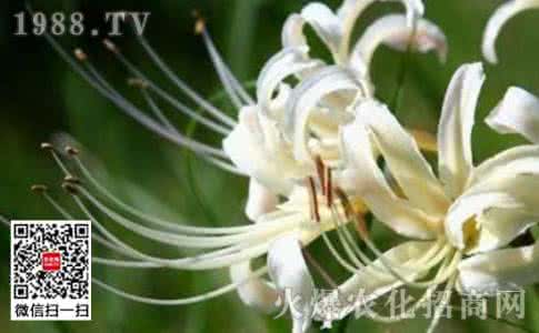 白兰花养殖及注意事项 石蒜花可以养在家里吗 白花石蒜的养殖方法和注意事项