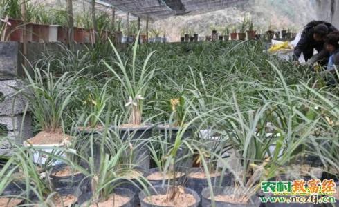 木香花的栽培养殖技术 小兰花怎么养 小兰花的栽培技术