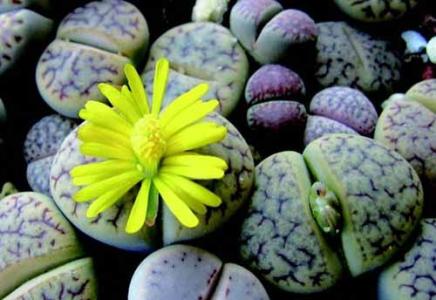 石头花怎么繁殖 石头花怎么养