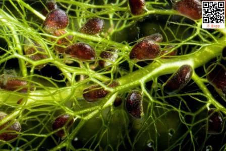 小白兔狸藻怎么养 狸藻怎么养 狸藻的养殖方法