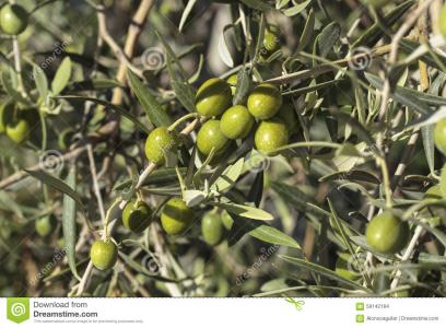 油橄榄种植技术 油橄榄怎么种_油橄榄的种植技术