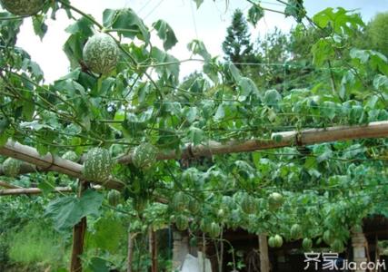 吊瓜怎么种植技术视频 吊瓜怎么种_吊瓜的种植技术