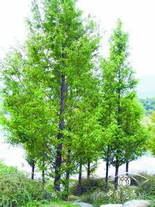 水杉种植技术 水杉怎么种植_水杉的种植技术