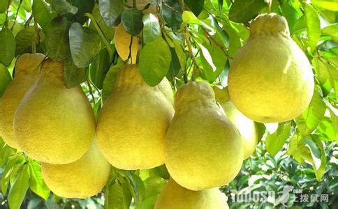 柚子种植方法 柚子怎么种_柚子的种植方法