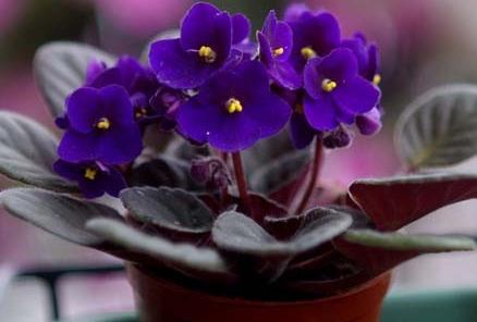 盆栽紫罗兰怎么养 紫罗兰怎么养