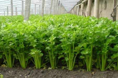 芹菜种植方法 芹菜怎么种植有什么方法