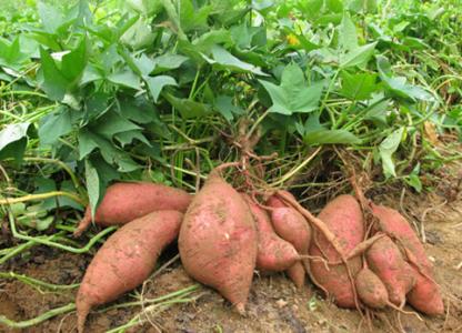 蕃薯定位种植的方法 蕃薯怎么种_番薯的种植方法