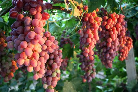 盆栽葡萄种植方法 葡萄要怎么种植_葡萄的种植方法