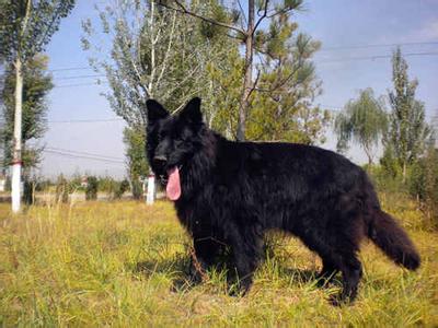 黑熊犬养繁殖基地在那 黑熊犬怎么养 黑熊犬的性格