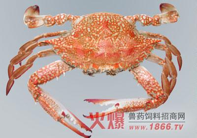 螃蟹饲养 螃蟹怎样养_螃蟹的饲养技术