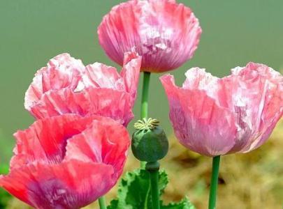 罂粟花的花语和传说 罂粟花的花语是什么 罂粟花的花语和传说