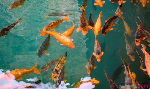 观赏红鲤鱼怎么养 观赏红鲤鱼怎么养 观赏红鲤鱼的选购方法