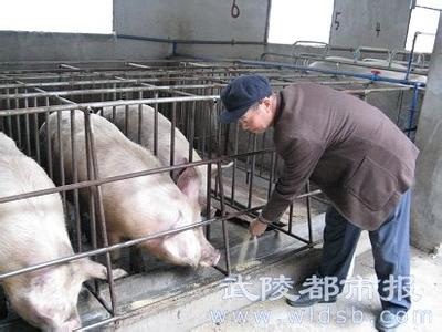 识别病死猪肉的方法 养殖场猪只是否生病的识别方法