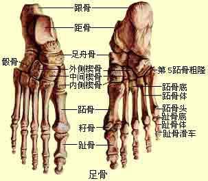 w底 双重底 形态详解 骨的构造详解 骨的形态解析