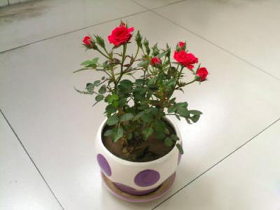 玫瑰种子的种植方法 玫瑰怎么种植什么方法