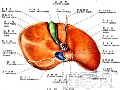 肝硬化最佳治疗方法 肝硬化怎么形成的 肝硬化的治疗方法(2)