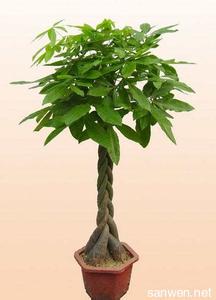 发财树种子种植方法 怎么种植发财树_发财树的种植方法