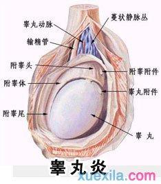 睾丸炎怎样形成的 睾丸炎是怎样形成的