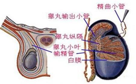 睾丸疼痛吃什么消炎药 睾丸疼吃什么药_治疗睾丸疼的药