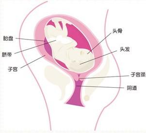 胎儿神经系统发育时间 大自然能促进胎儿的神经发育