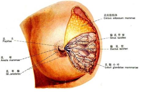 乳腺增生的形成 乳腺增生是怎么形成的_味为什么会乳腺增生