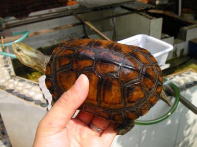 长寿龟的饲养方法 大头龟怎么养 大头龟的饲养方法