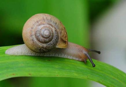 蜗牛生长环境 怎么养殖蜗牛 蜗牛的生长环境