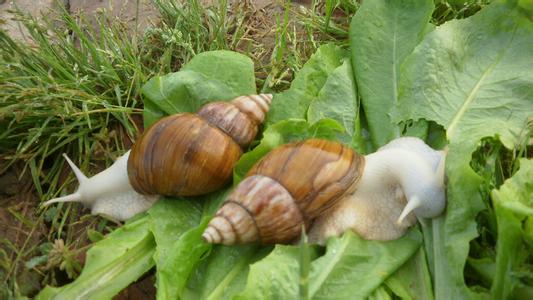 白玉蜗牛怎么养 白玉蜗牛的生活习性