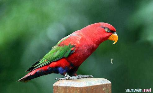 红鹦鹉怎么养 红鹦鹉的特征习性