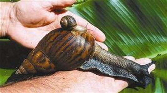 非洲大蜗牛怎么养 非洲大蜗牛的习性