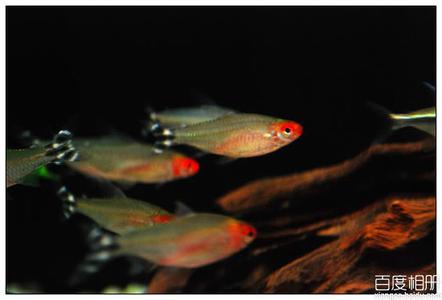 红鼻剪刀繁殖 红鼻剪刀鱼怎么养 红鼻剪刀鱼的繁殖特点
