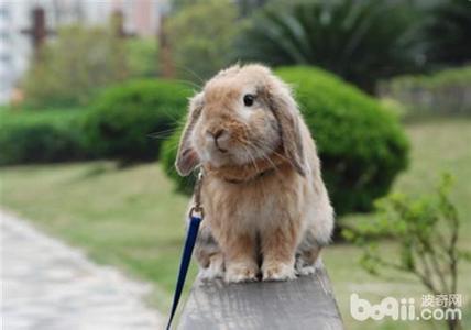 养垂耳兔注意事项 垂耳兔冬天怎么养 养垂耳兔的注意事项