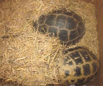 缅甸陆龟冬天怎么养 缅甸龟怎么养