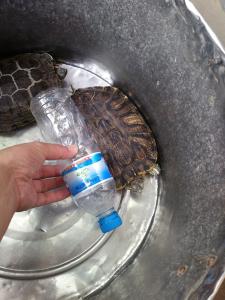 家养巴西龟怎么过冬 巴西龟苗怎么养 巴西龟过冬的方法