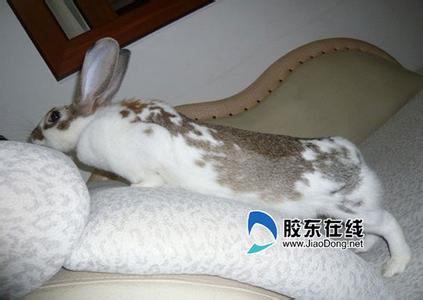 养兔子常识 刚出生的兔子怎么养 养兔子的准备和常识