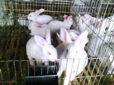 兔子养殖技术 怎样养兔_兔子的养殖技术