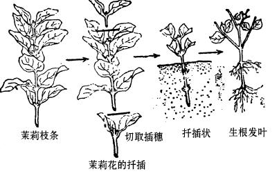 茉莉扦插怎样加快生根 茉莉花怎样繁殖