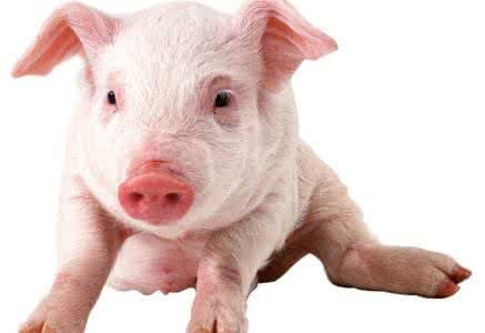 养猪成本怎么预算 怎么养猪养的快