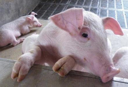 养猪补贴政策2017标准 怎么养猪赚钱