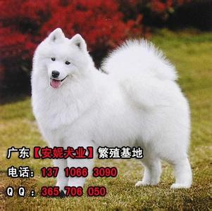 萨摩耶犬多少钱一只 广州萨摩耶多少钱一只