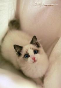 布偶猫多少钱一只 布偶猫多少钱一只 布偶猫贵的原因