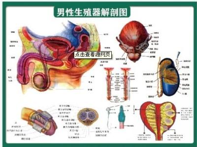 前列腺吃什么食物治疗 吃什么可以治疗前列腺 治疗前列腺的食物