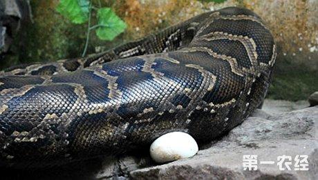 蟒蛇怎样繁殖 怎么养蟒蛇 蟒蛇的生长繁殖