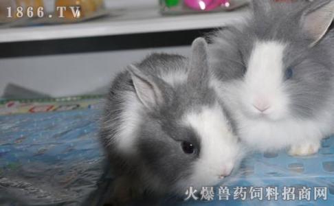 养猫猫兔要注意什么 猫猫兔怎么养