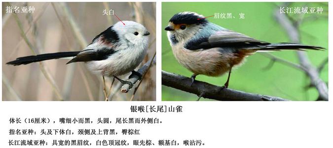 黄颊山雀的饲养方法 山雀怎么养 山雀的识别方法