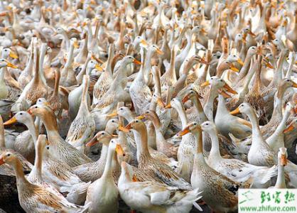 鸭掌木水培繁殖方法 怎么养鸭 鸭的繁殖方法